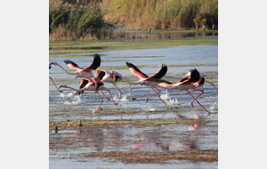 Challenge Petite Camargue